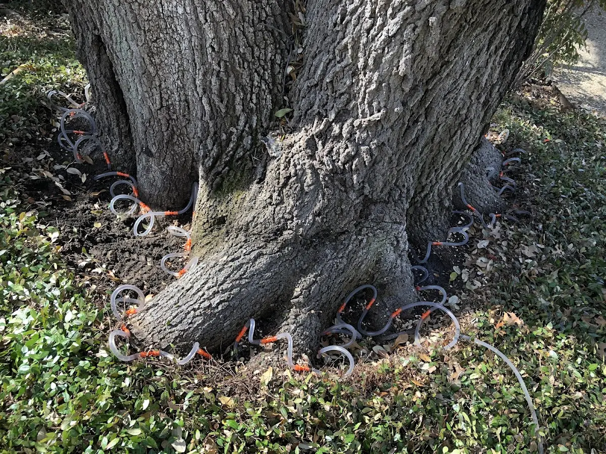 Detailed Tree Cabling and Bracing job site in Filion
